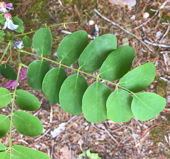 image of Robinia hispida var. rosea, Boynton's Locust