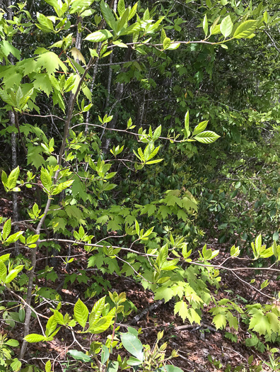 image of Nyssa sylvatica, Blackgum, Black Tupelo, Sour Gum