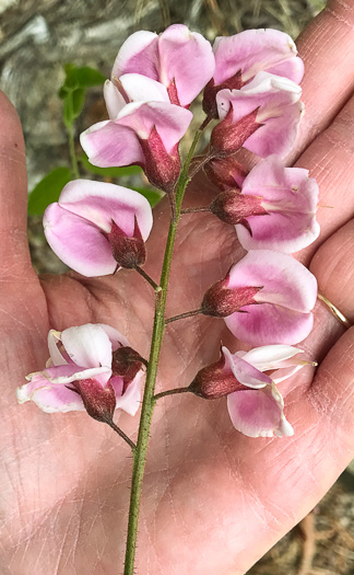 image of Robinia hispida var. kelseyi, Kelsey's Locust