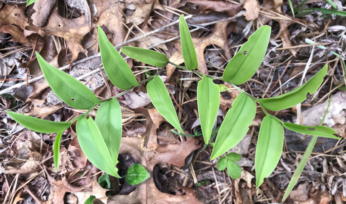 image of Uvularia puberula, Mountain Bellwort, Appalachian Bellwort, Carolina Bellwort, Coastal Bellwort