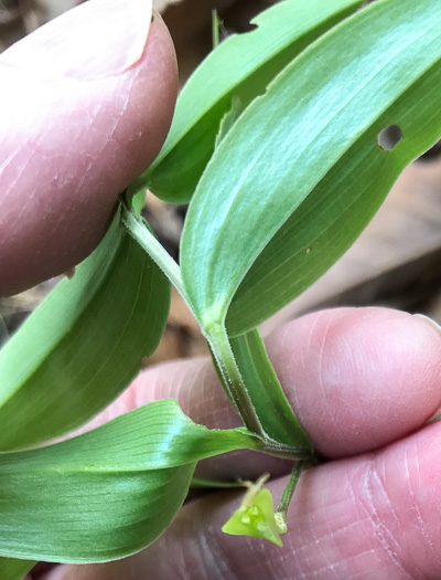 image of Uvularia puberula, Mountain Bellwort, Appalachian Bellwort, Carolina Bellwort, Coastal Bellwort