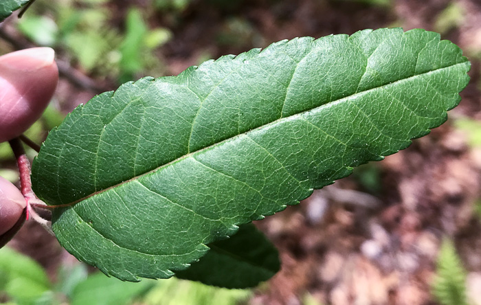 image of Malus angustifolia, Southern Crabapple, Wild Crabapple