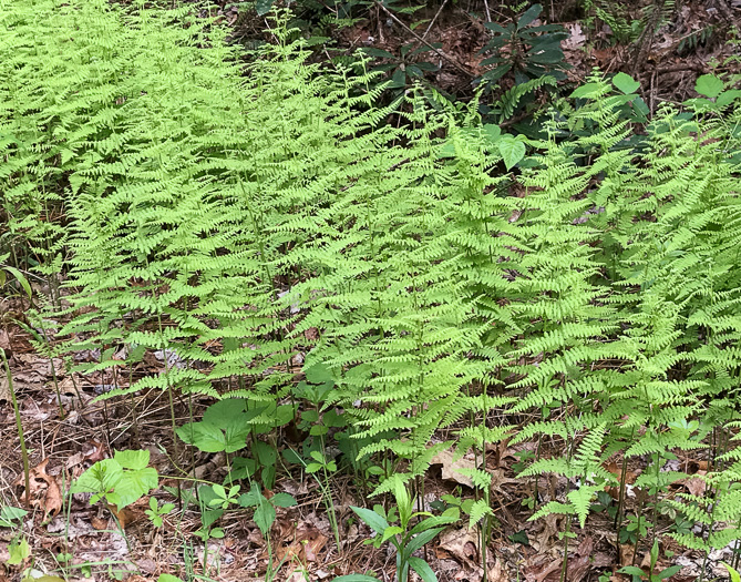 image of Sitobolium punctilobulum, Hay-scented Fern, Pasture Fern, Boulder Fern