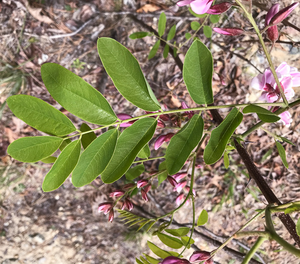 Robinia hispida var. kelseyi, Kelsey's Locust