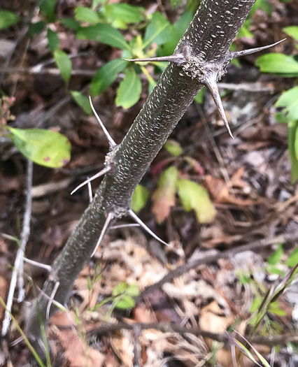 image of Robinia hispida var. kelseyi, Kelsey's Locust