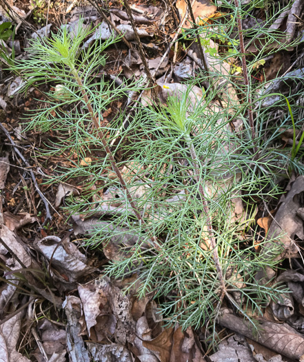 image of Ipomopsis rubra, Standing-cypress, Spanish-larkspur