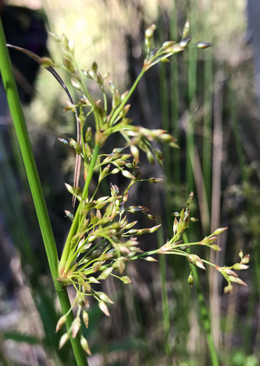 image of Juncus effusus ssp. solutus, Soft Rush, Common Rush