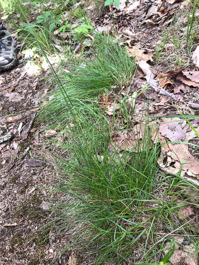 image of Avenella flexuosa, Appalachian Hairgrass, Crinkled Hairgrass, Common Hairgrass, Wavy Hairgrass