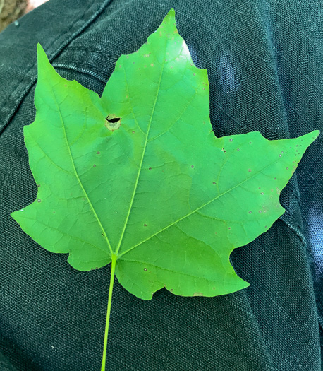 image of Acer leucoderme, Chalk Maple, Small Chalk Maple, White-bark Maple