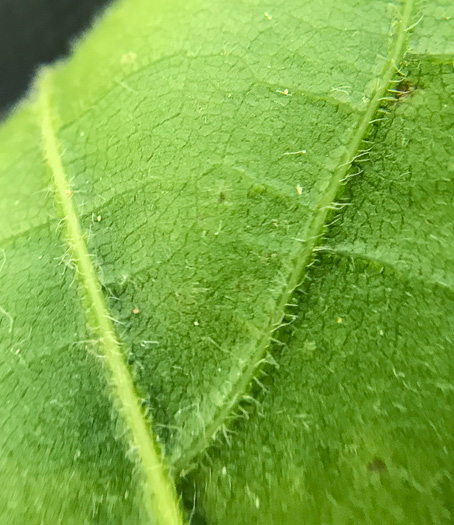 image of Acer leucoderme, Chalk Maple, Small Chalk Maple, White-bark Maple