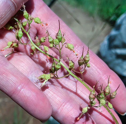 Heuchera americana, American Alumroot