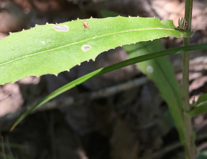 image of Borodinia canadensis, Canada Rockcress, Sicklepod