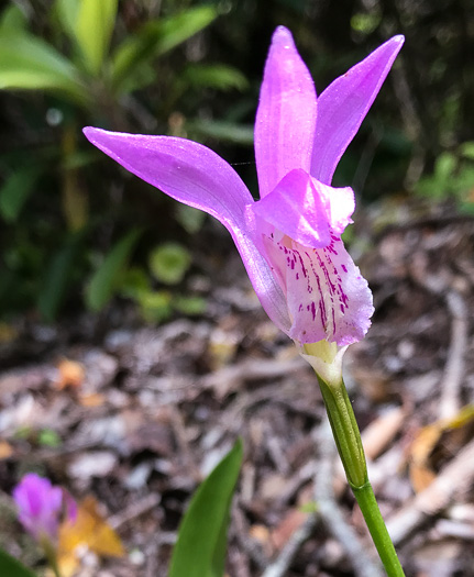 image of Arethusa bulbosa, Bog-rose, Dragon's-mouth, Arethusa