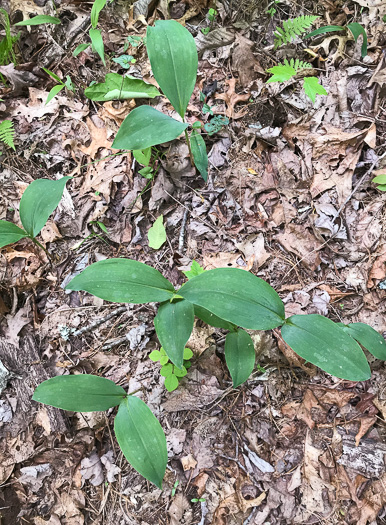 image of Convallaria pseudomajalis, American Lily-of-the-valley