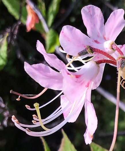 image of Rhododendron vaseyi, Pinkshell Azalea