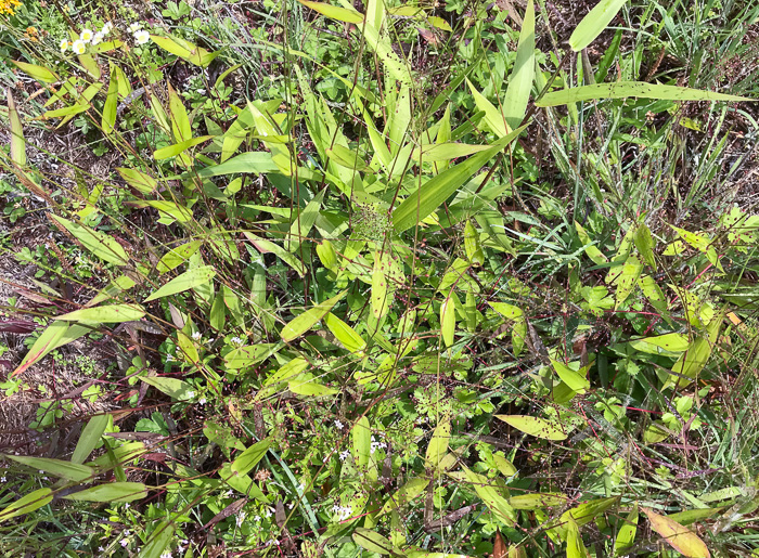 image of Dichanthelium sphaerocarpon, Round-fruited Witchgrass, Roundseed Witchgrass