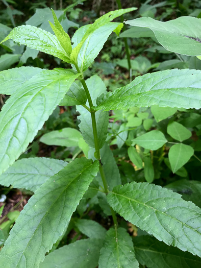 image of Stachys latidens, Broadtooth Hedgenettle