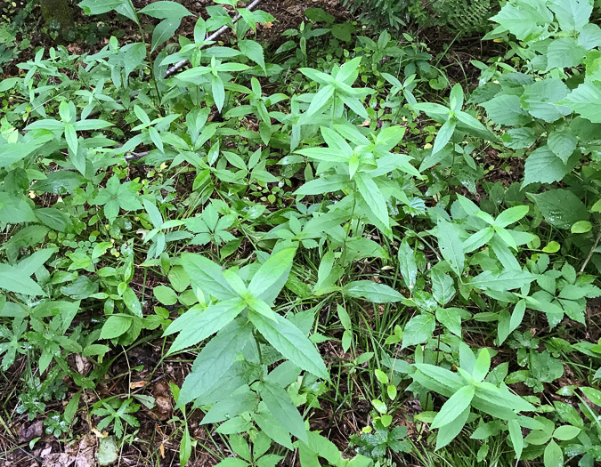 image of Stachys latidens, Broadtooth Hedgenettle