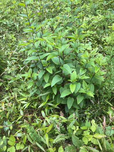 image of Scutellaria incana var. punctata, Hoary Skullcap, Downy Skullcap