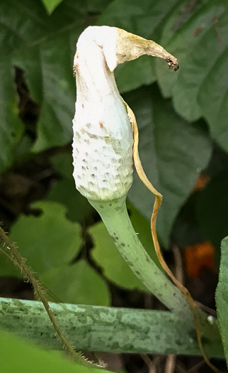 image of Arisaema dracontium, Green Dragon