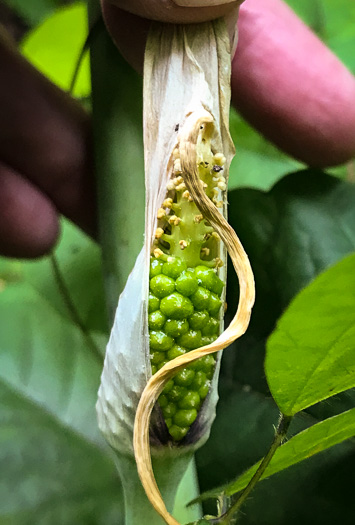 image of Arisaema dracontium, Green Dragon