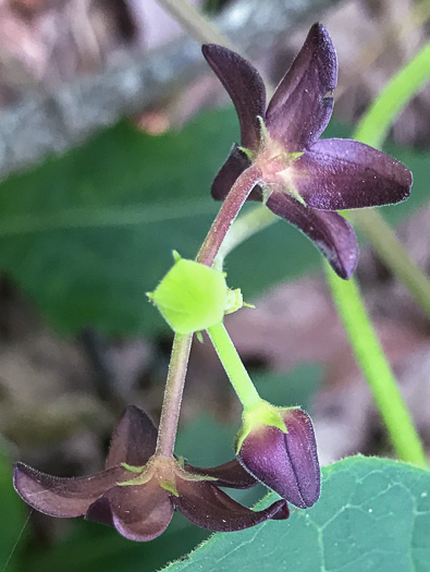 image of Matelea carolinensis, Carolina Spinypod, Climbing Milkweed, Climbing Milkvine, Maroon Carolina Milkvine