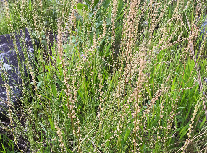 image of Linaria canadensis, Oldfield Toadflax, Common Toadflax, Canada Toadflax