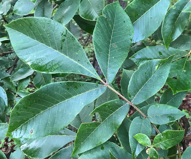 image of Carya tomentosa, Mockernut Hickory, White Hickory