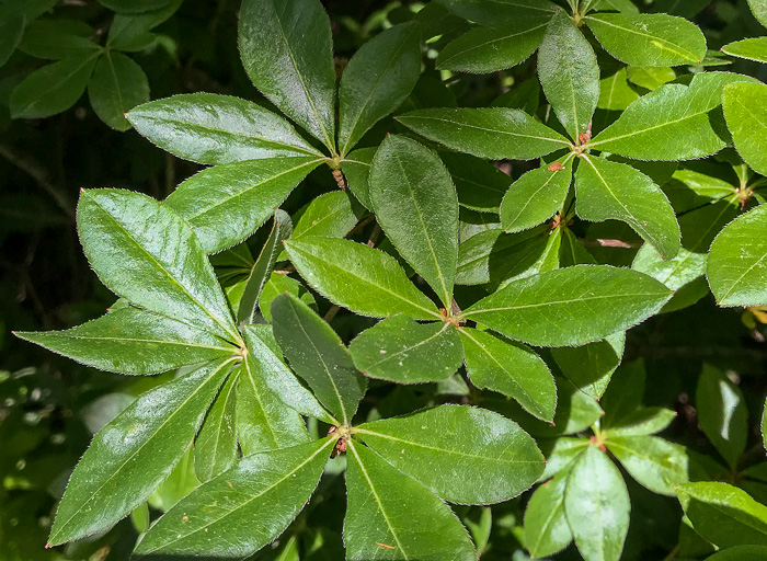 image of Rhododendron arborescens, Sweet Azalea, Smooth Azalea