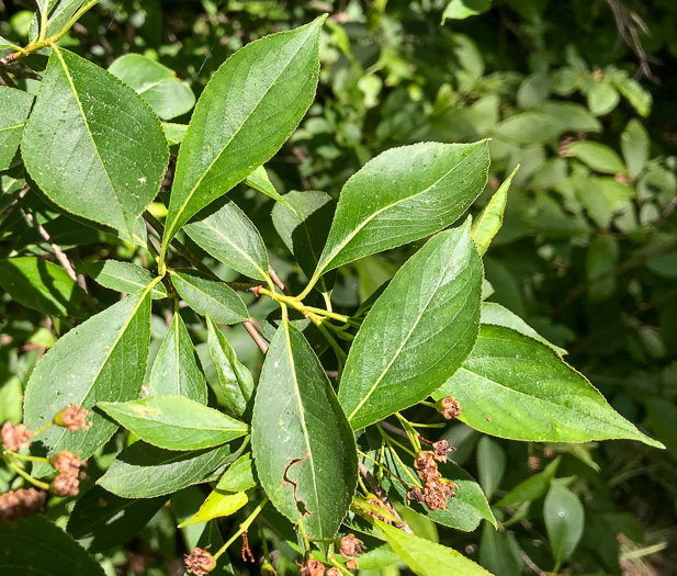 image of Aronia melanocarpa, Black Chokeberry