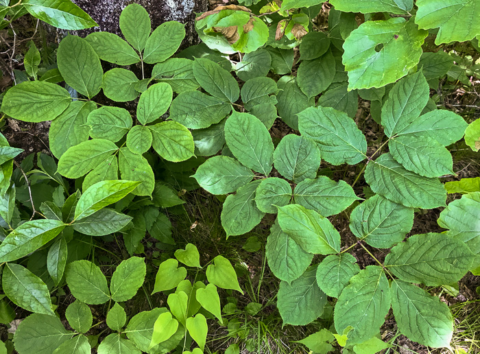 image of Aralia nudicaulis, Wild Sarsaparilla