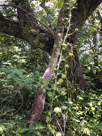 image of Smilax herbacea, Common Carrionflower, Smooth Carrionflower