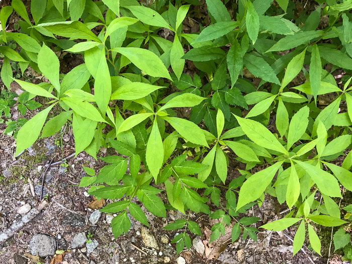 image of Oclemena acuminata, Whorled Nodding-aster, Whorled Wood-aster, Whorled Aster, Floral Wood Aster