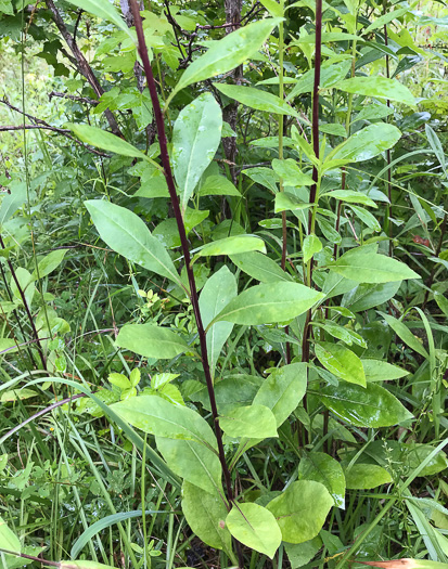 image of Solidago speciosa, Showy Goldenrod, Noble Goldenrod