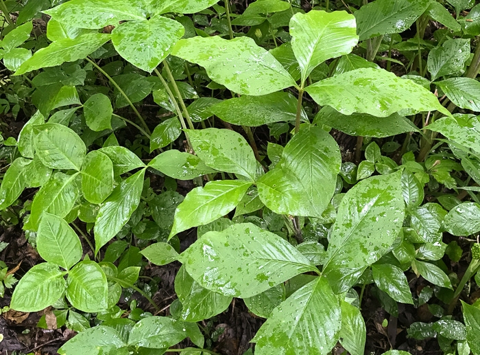 image of Arisaema triphyllum, Common Jack-in-the-Pulpit, Indian Turnip