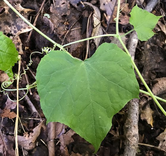 image of Sicyos angulatus, Bur-cucumber, Star-cucumber, Nimble-Kate