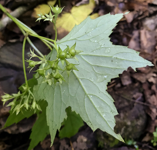 image of Hydrophyllum canadense, Mapleleaf Waterleaf, Broadleaf Waterleaf, Canada Waterleaf, Bluntleaf Waterleaf