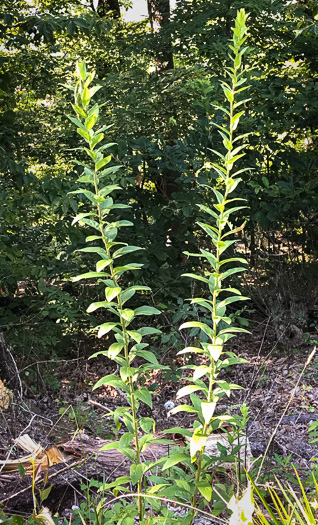 image of Solidago petiolaris var. petiolaris, Downy Ragged Goldenrod, Downy Goldenrod