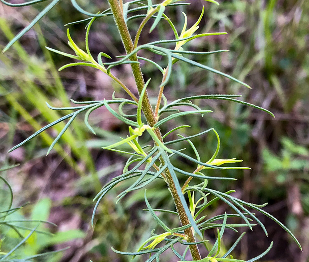 image of Ipomopsis rubra, Standing-cypress, Spanish-larkspur