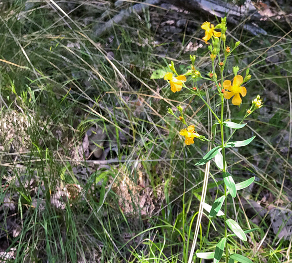 image of Hypericum virgatum, Strict St. Johnswort, Sharpleaf St. Johnswort