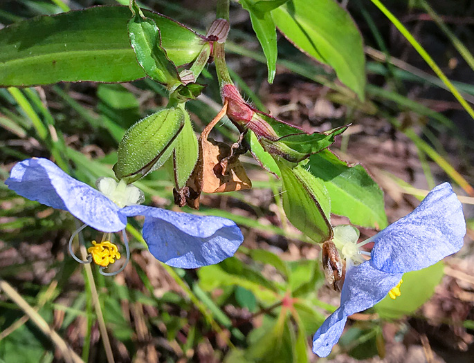 image of Commelina erecta var. erecta, Erect Dayflower, Slender Dayflower