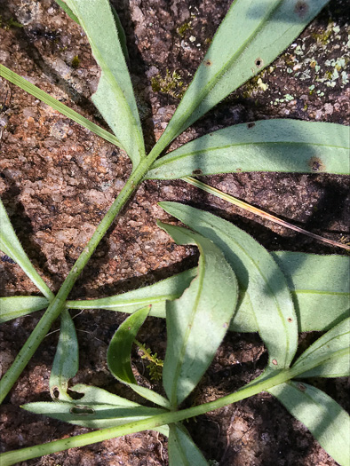 image of Coreopsis sp. [Glassy Mtn HP], a puzzling Coreopsis [Glassy Mtn HP]