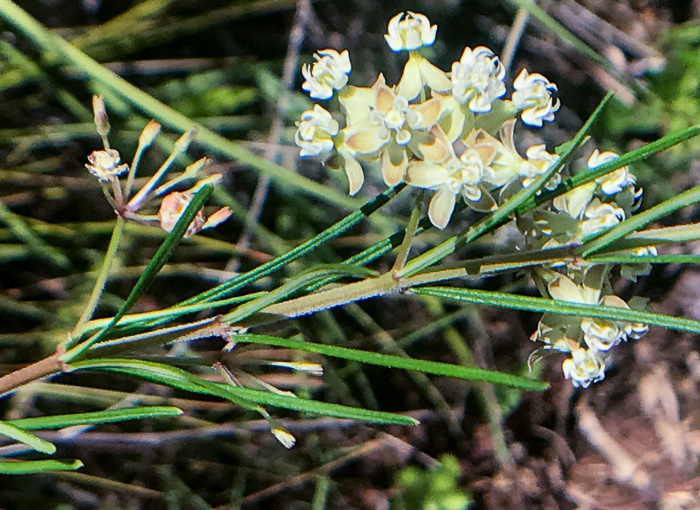 image of Asclepias verticillata, Whorled Milkweed, Narrowleaf Milkweed