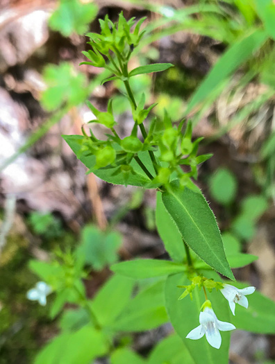 image of Houstonia purpurea, Summer Bluet, Mountain Bluet, Woodland Bluet, Purple Bluet