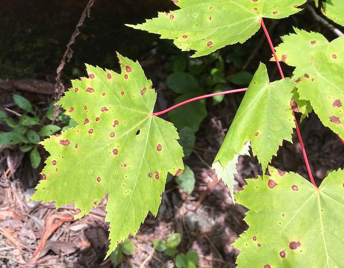 image of Acer rubrum var. rubrum, Eastern Red Maple