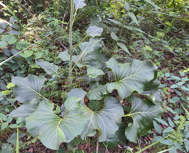 image of Silphium reniforme, Ragged Rosinweed, Kidneyleaf Rosinweed