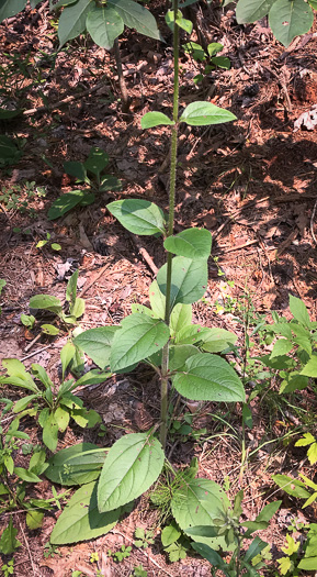 image of Helianthus atrorubens, Purple-disk Sunflower, Hairy Wood Sunflower, Appalachian Sunflower