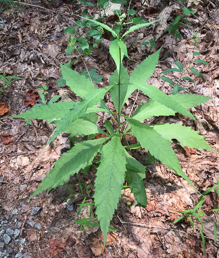 Eutrochium purpureum var. purpureum, Purple-node Joe-pye-weed, Sweet Joe-pye-weed