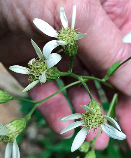 image of Doellingeria infirma, Appalachian Flat-topped White Aster, Cornel-leaf Aster, Cornel-leaf Whitetop Aster, Appalachian Whitetop Aster