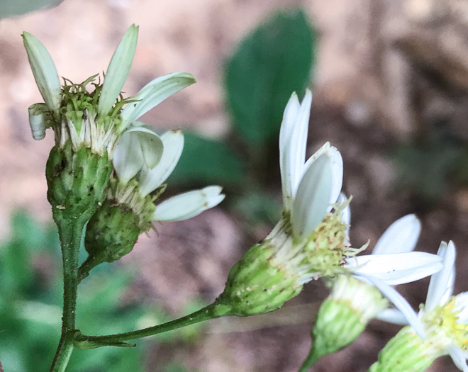 Doellingeria infirma, Appalachian Flat-topped White Aster, Cornel-leaf Aster, Cornel-leaf Whitetop Aster, Appalachian Whitetop Aster